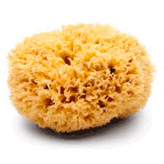 Natural sea sponges are great to use on your face and body